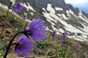 60 Soldanella alpina con vista sulla vallata 